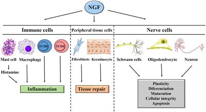 Nerve Growth Factor and Pathogenesis of Leprosy: Review and Update